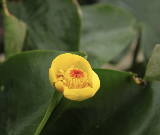 Nuphar Pumilum Root extract Nuphar Pumilum Root extract